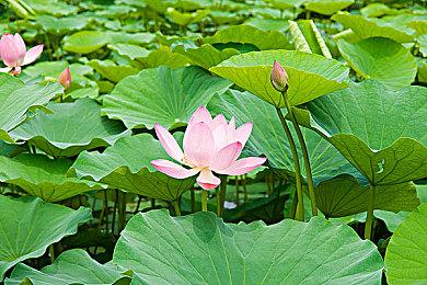 微软收购动视暴雪又起波澜 FTC再次反对